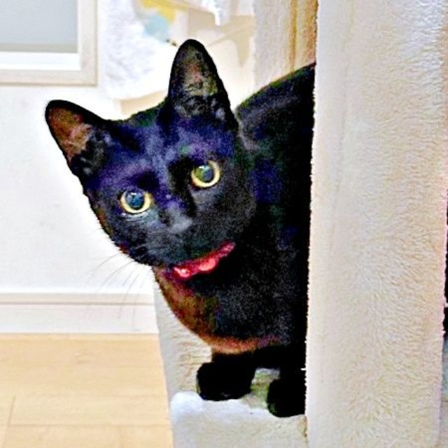 1歳のポルちゃん。賢く優しい女の子です（画像提供：つんさん）