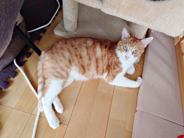 立派な兄猫へと成長した茶々くん（画像提供：茶々のちニャンキー時々ガブ男（猫垢）さん）