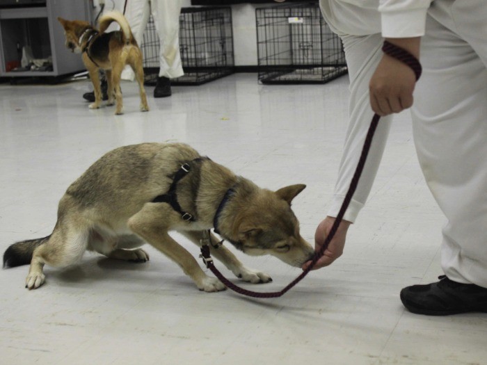 トモに「ダウン」を教える