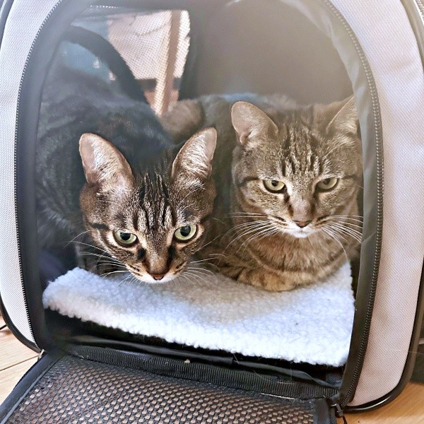 一緒にすっぽりおさまる（左から）椿ちゃん、楓ちゃん（画像提供：ねここさん）