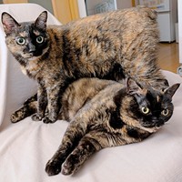 仲良し姉妹（左から）よもぎちゃん、めいちゃん（画像提供：さびニャンズさん）