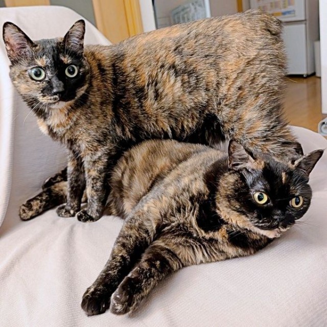 仲良し姉妹（左から）よもぎちゃん、めいちゃん（画像提供：さびニャンズさん）