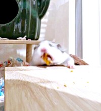 しがみついたまろちゃん（画像提供：まろとsaeさん）