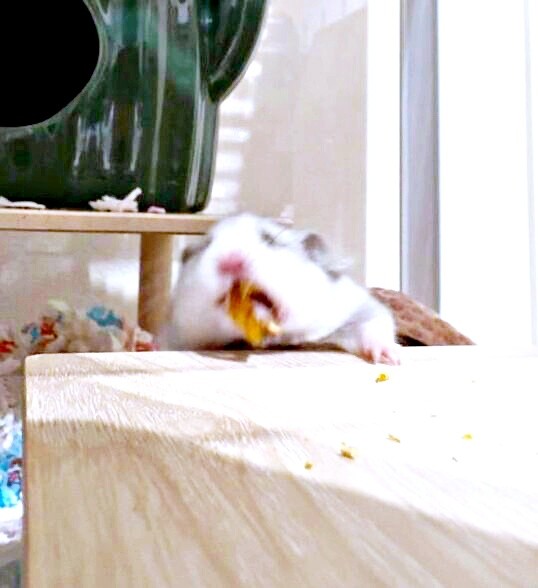 しがみついたまろちゃん（画像提供：まろとsaeさん）