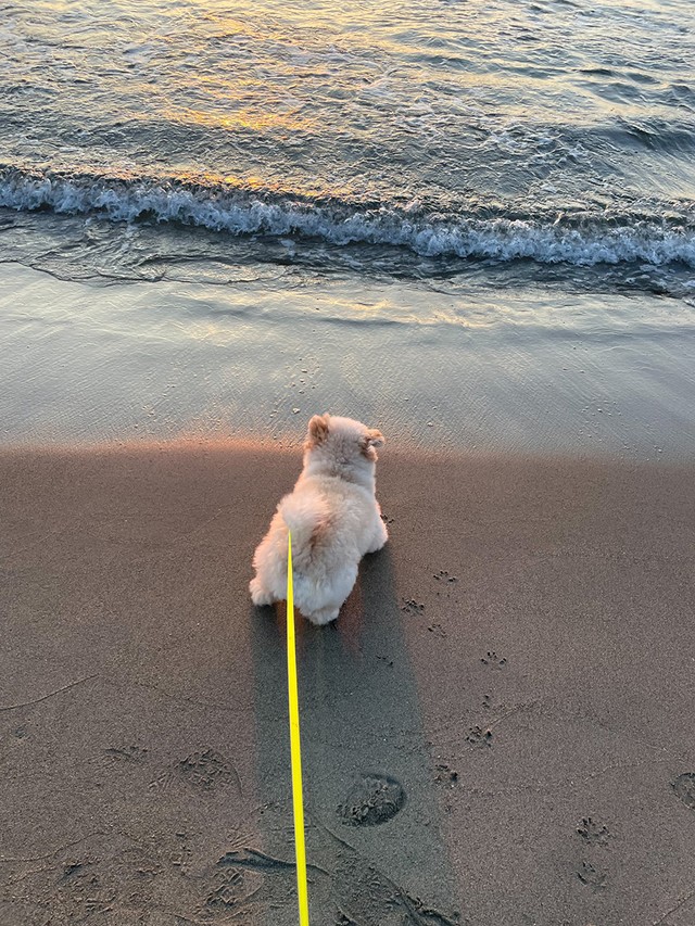 波が押し寄せてきて、ちょっとびっくり！（画像提供：ぺんたさん)