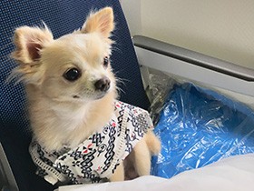 ２０２０どこでもいけるで賞　チワワ「くぅ」