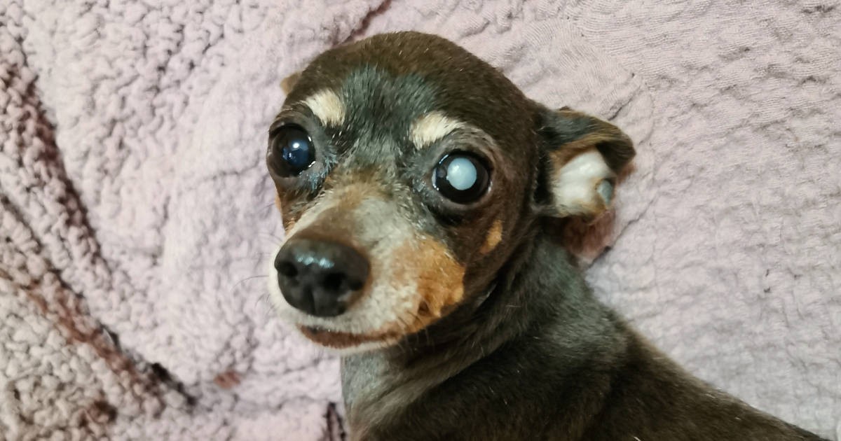 川島なお美さんの思いと共に 今改めて広めたい 犬猫を 飼いとげよう という言葉 犬 猫との幸せな暮らしのためのペット情報サイト Sippo