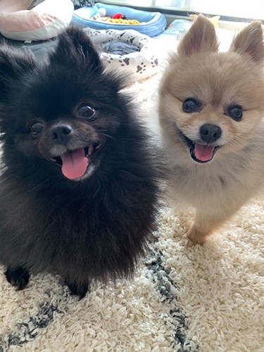 普段のココアと同居犬のチョコ