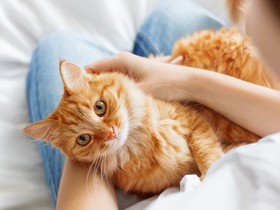 猫が抱っこを嫌がる理由は？　苦手なだけ、自然に寄ってくるのを待つ時間を楽しんで