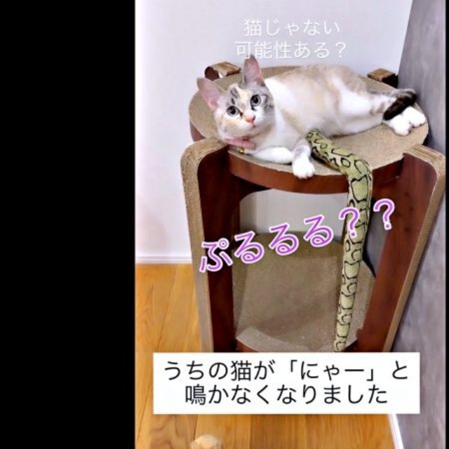 「ぷるる」と鳴くようになったおくらちゃん（画像提供：soranohiさん）