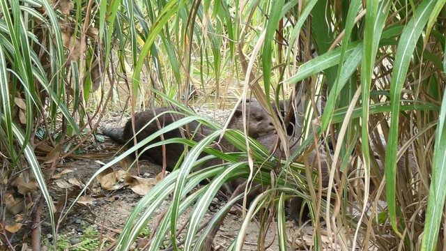 草を揺らしワチャワチャ。「見えないくらいがいいんです」と植栽スタッフさん。生息地に迷い込んだ気分なれますねこれは