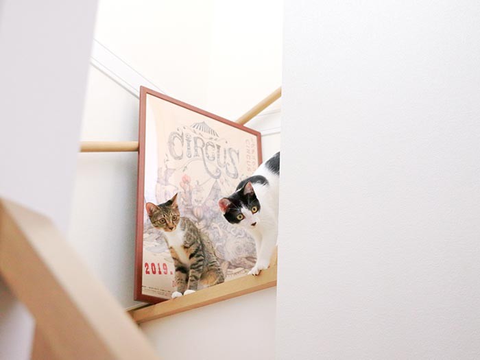 警戒するミルク（写真右）とパン（写真左）。ちなみに牛柄からミルクと命名。（テクニック1）