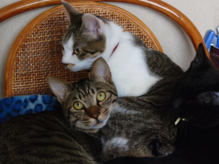 とら、くまが座っていると上にのってくる