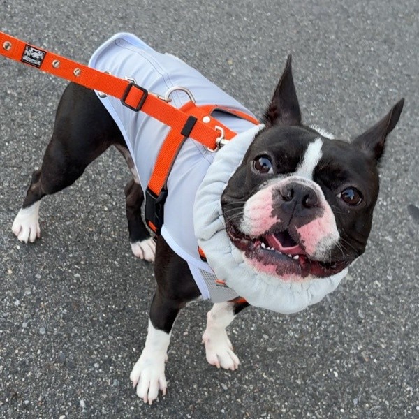 散歩を楽しむぶーちゃん（画像提供：ぶー︙フレブル×ボステリMixさん）