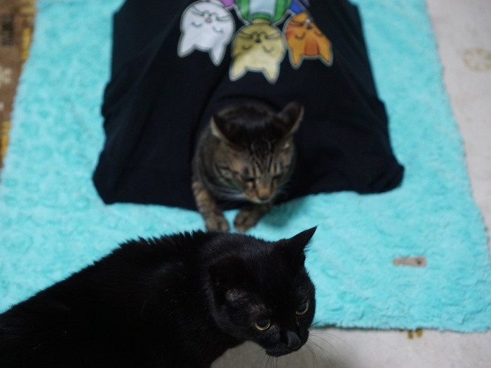 「気持ち良さそうだけど」専務君と同い年のイヌオも、このあと中に入る気配はなし（はっぴーのツボにはまったようです） 