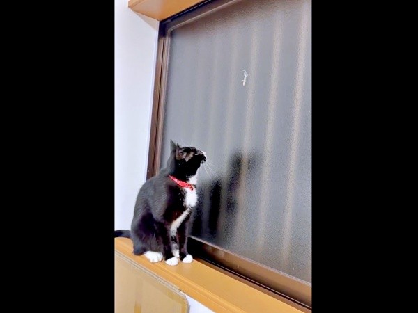ヤモリが捕まらずじっと見つめるあられちゃん（画像提供：もちすけさん）