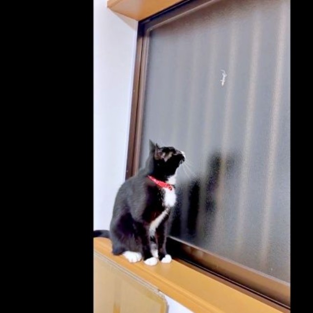 ヤモリが捕まらずじっと見つめるあられちゃん（画像提供：もちすけさん）