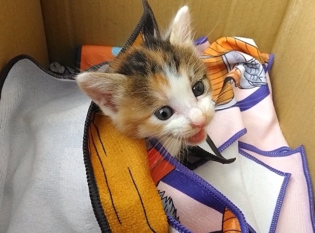 保護直後のセルジオ悦子ちゃん。可愛い……（画像提供：セルゥゥゥゥァァァァァさん）