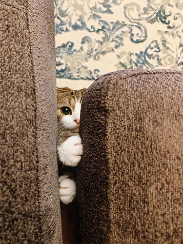 「ねこチラ」（パイ インターナショナル）より