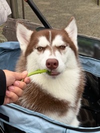 ダンディーなお顔なのに、くわえているのは”菜っ葉”