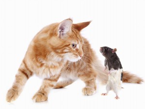 背すじも凍る「恐怖の香り」とは？　鼻と脳の連係プレーで生まれる、失神する香り