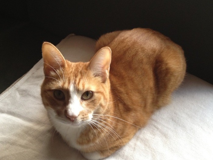 モデル風に撮影