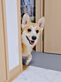 「呼んだ！？」 扉の向こうからひょっこり顔をのぞかせるタビーくん（画像提供：キリ眉のタビーさん）