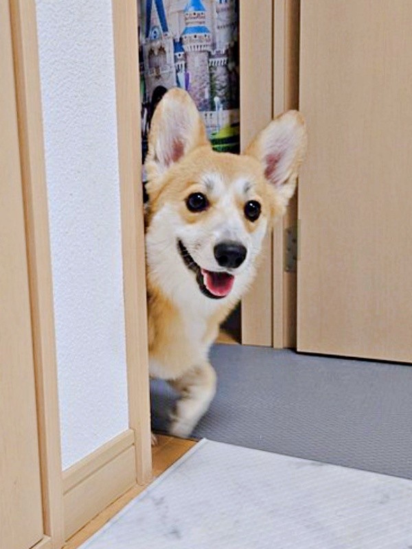 「呼んだ！？」 扉の向こうからひょっこり顔をのぞかせるタビーくん（画像提供：キリ眉のタビーさん）