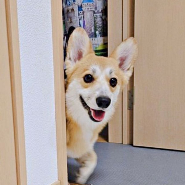 「呼んだ！？」 扉の向こうからひょっこり顔をのぞかせるタビーくん（画像提供：キリ眉のタビーさん）