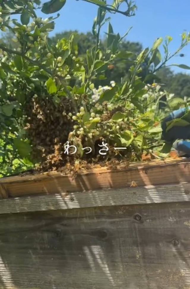 「わっさー」と振り下ろす／借金1億農業ガール（保條）さん（@1okugal）提供