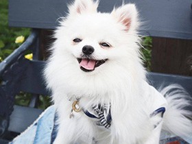 久しぶりのお出かけ、嬉しくてたまらない！ ポメ「ルチア」