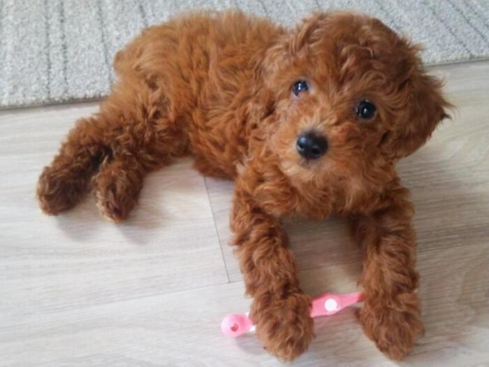 家にきたころの「ララ」