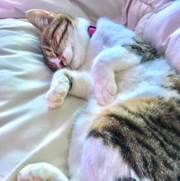 田崎家に来て三カ月の頃、へそ天まであと少し