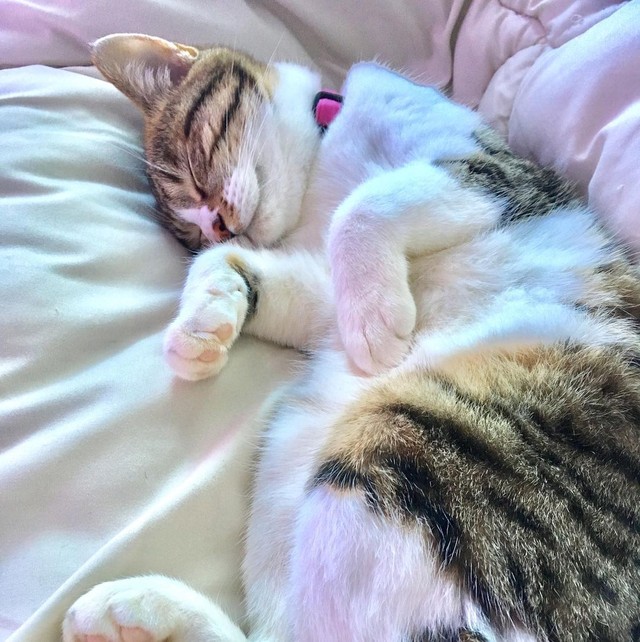 田崎家に来て三カ月の頃、へそ天まであと少し