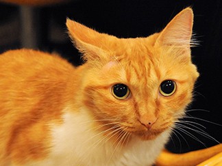 茶トラ親子が看板猫　医療関係者が集う「介護食居酒屋」