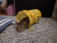 トンネルでまったりくつろぐ