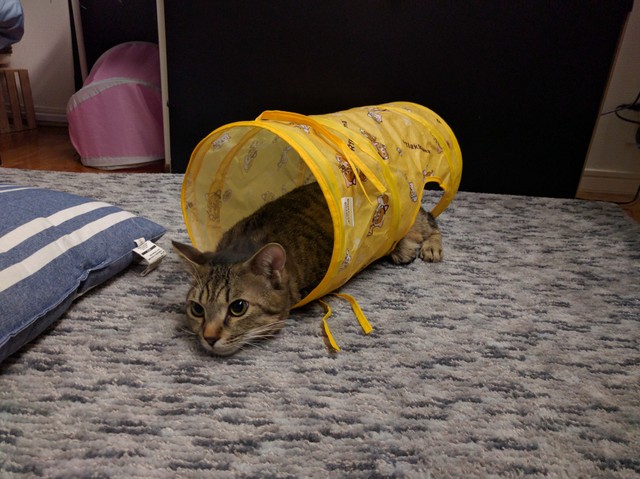 トンネルでまったりくつろぐ