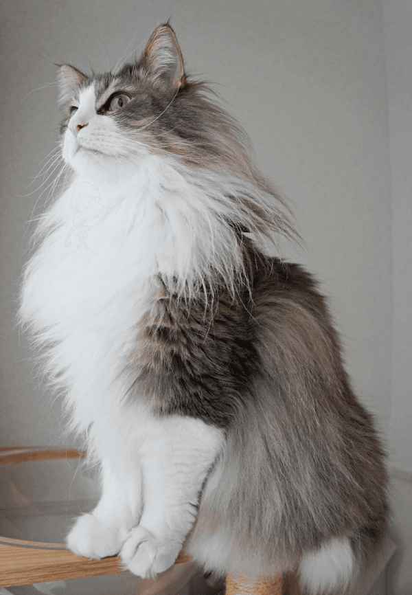 「美人すぎる！」 貴公子のようなたたずまいが素敵なkiriくん（画像提供：kiriくん）