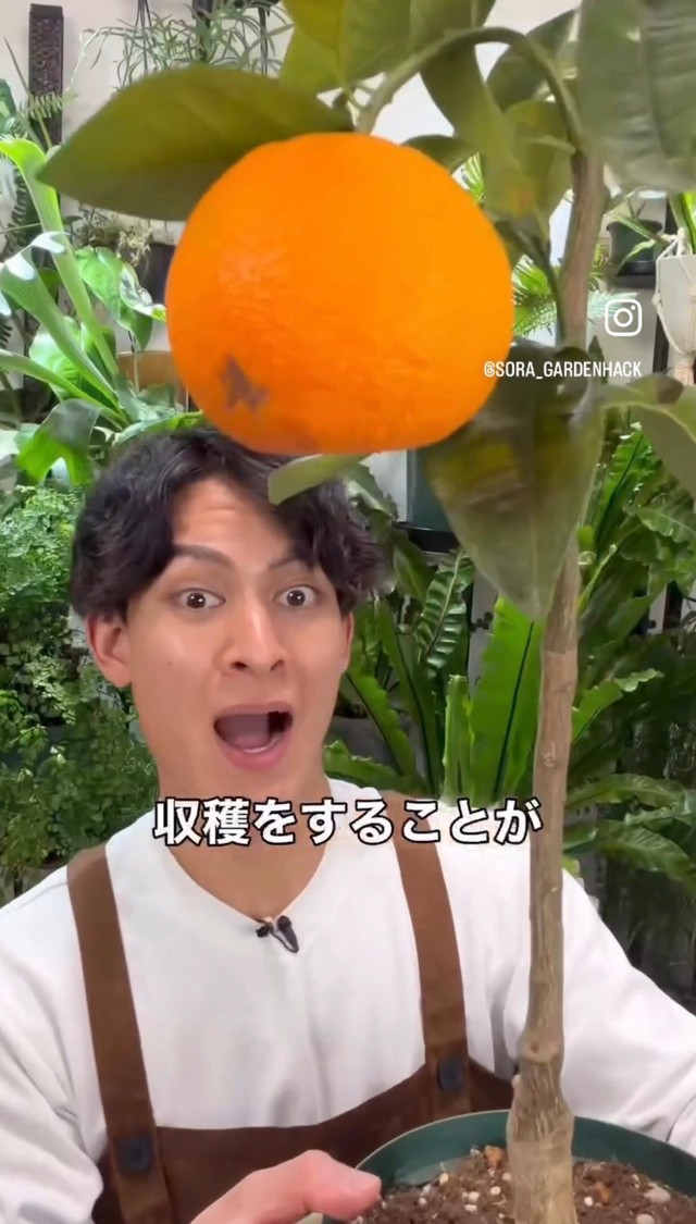 オレンジの実がなり、収穫することができる／そらベジさん（@sora_gardenhack）提供