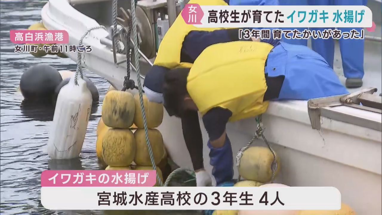 水産高生が育てた岩ガキを水揚げ　宮城・女川町