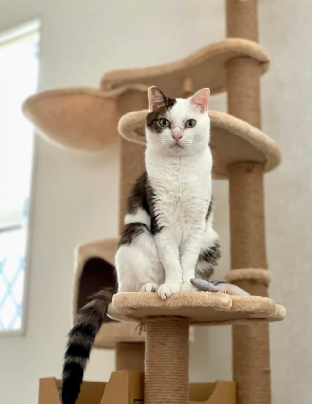 元気な頃の日課は、朝4時に飼い主さんを起こして生存確認をすることだった