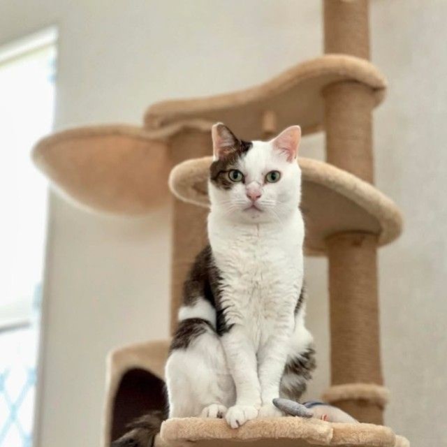 元気な頃の日課は、朝4時に飼い主さんを起こして生存確認をすることだった