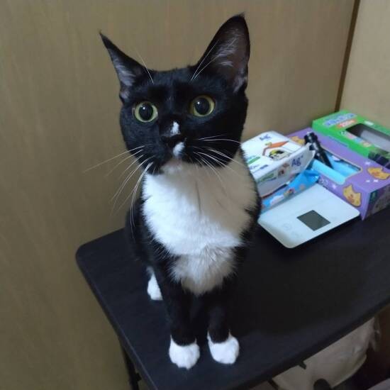 アル君を生んだ母チュチュ。アル君のきょうだいは残念ながら乳飲み子のうちに旅立ったが、チュチュは譲渡先が決まり、今は幸せに暮らしている（ヘルバ園提供）