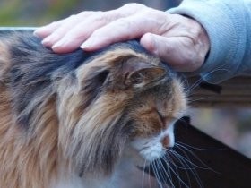 猫と人、長いつきあい　エジプトでは女神、弥生中期に埋葬