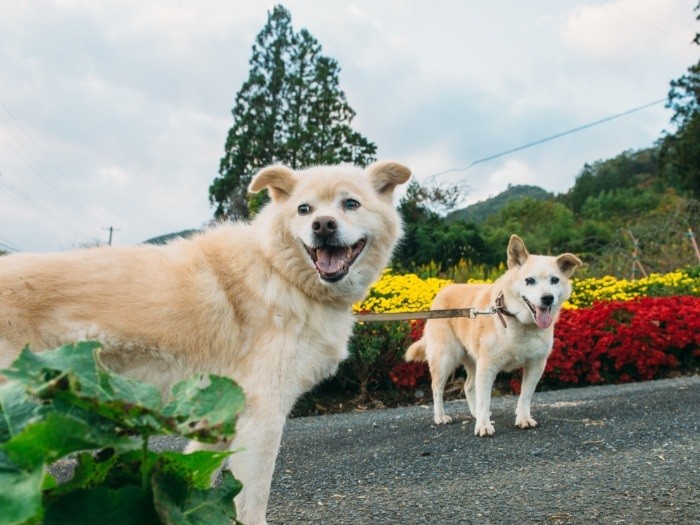 福島を散歩中の「シロ」と母犬「チャコ」。散歩が嬉しそう。。