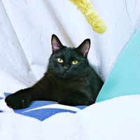 2020年、クロちゃんは1歳のときにお迎えされました（画像提供：ぺぺ太さん）