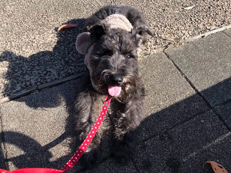 赤い首輪がとてもよくお似合い（お母さん提供）