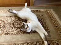 つい触りたくなる、玄関でのゴロン