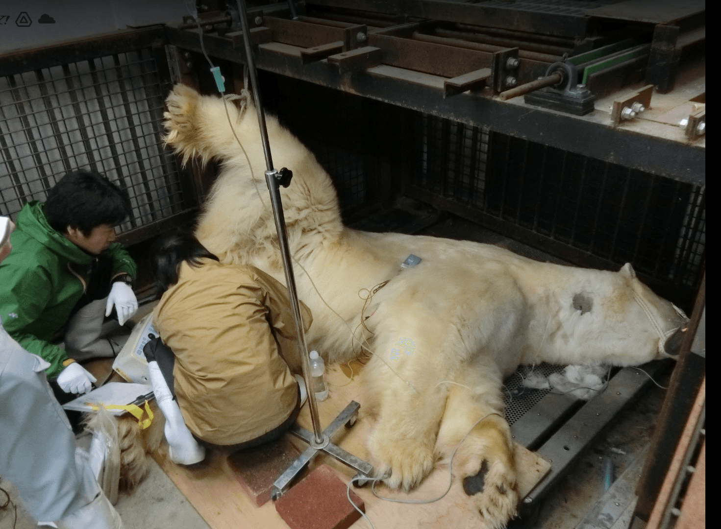 オスに行った採精の様子＝「八木山動物公園フジサキの杜」提供