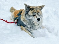 散歩前、飼い主さんが除雪を終えるのを待つ純ちゃん（画像提供：秋田犬 純：Akita Inu Junさん）